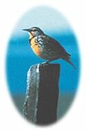 Western meadowlark