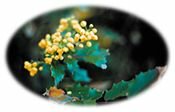 Oregon Grape