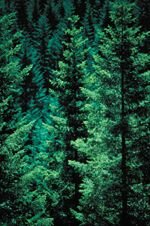Douglas Fir